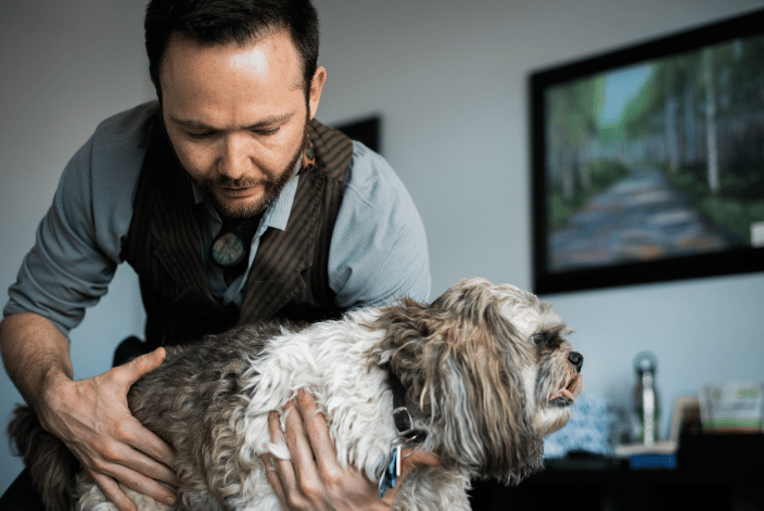 Canine Organ Adjustment