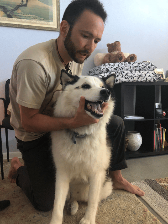 Canine TMJ Adjustment