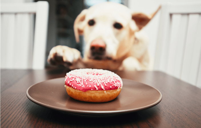 Petworks Nutritionists