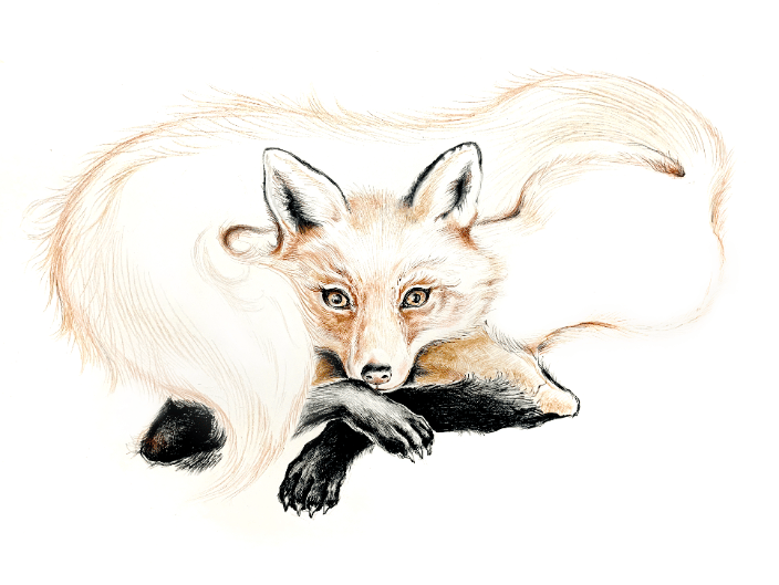 Fox Portrait Art