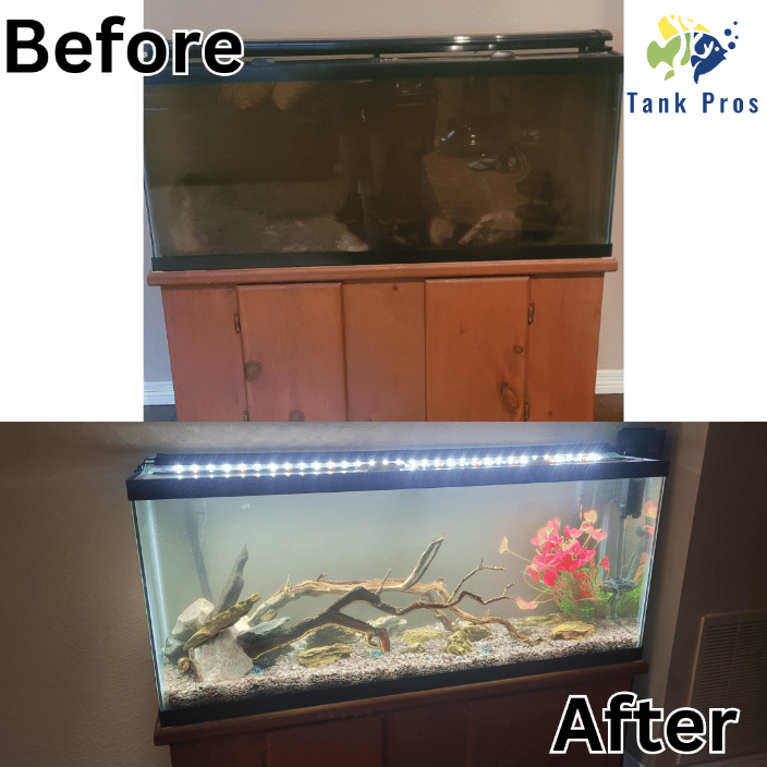 55g Community Tank