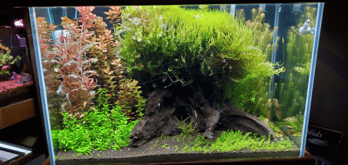 60g Planted Community Tank