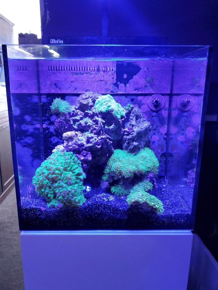 25g Nano Reef Tank
