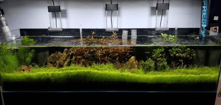 12g Nano Community Tank