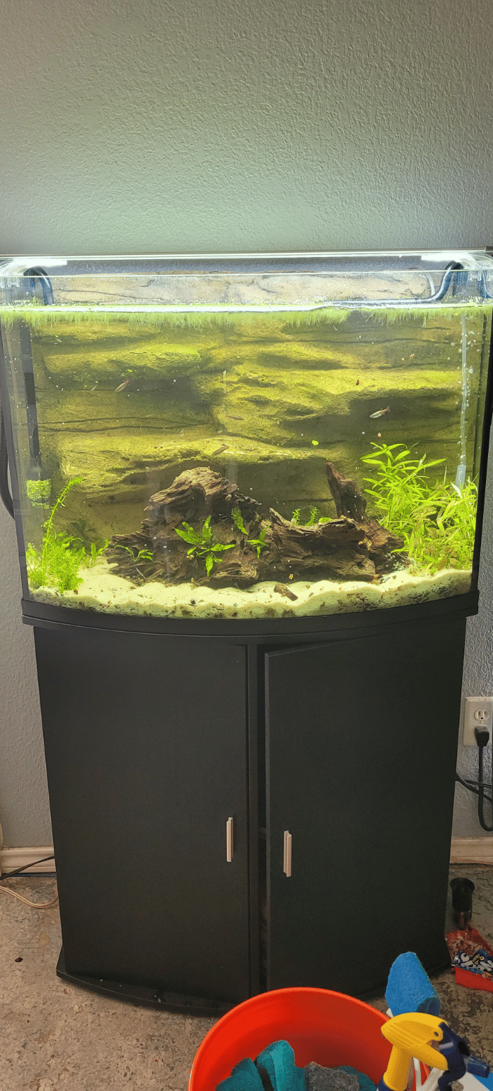45g Planted Community Tank