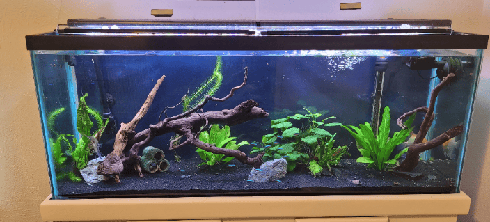 55g Community Tank
