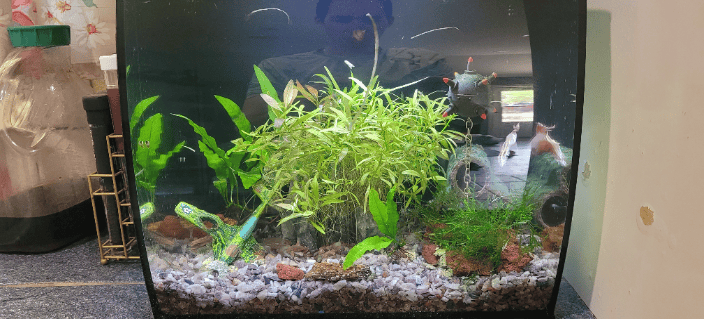 9g Betta Tank