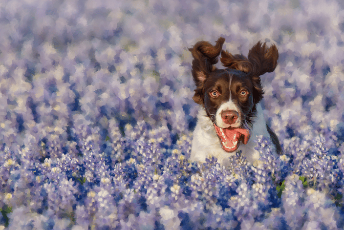 A painted image of an English Springer Spaniel frolicking through a field of Texas Bluebonnets.