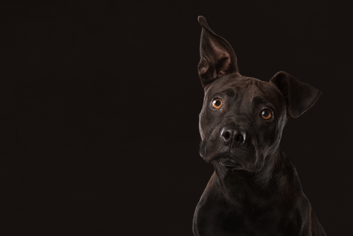 Black background studio portrait of a black Pitbull at a shelter