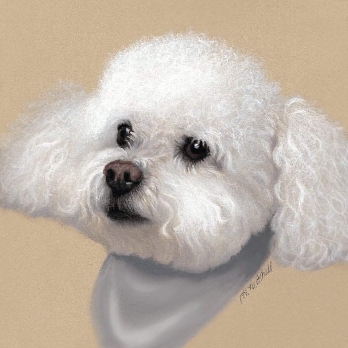 Pastel portrait of a curly-haired white dog by artist Heather Mitchell.