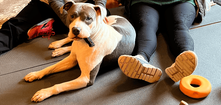 Romeo's first day in his new FURever home included a massage and treat to enhance the bond between him and his new Pet Parent.