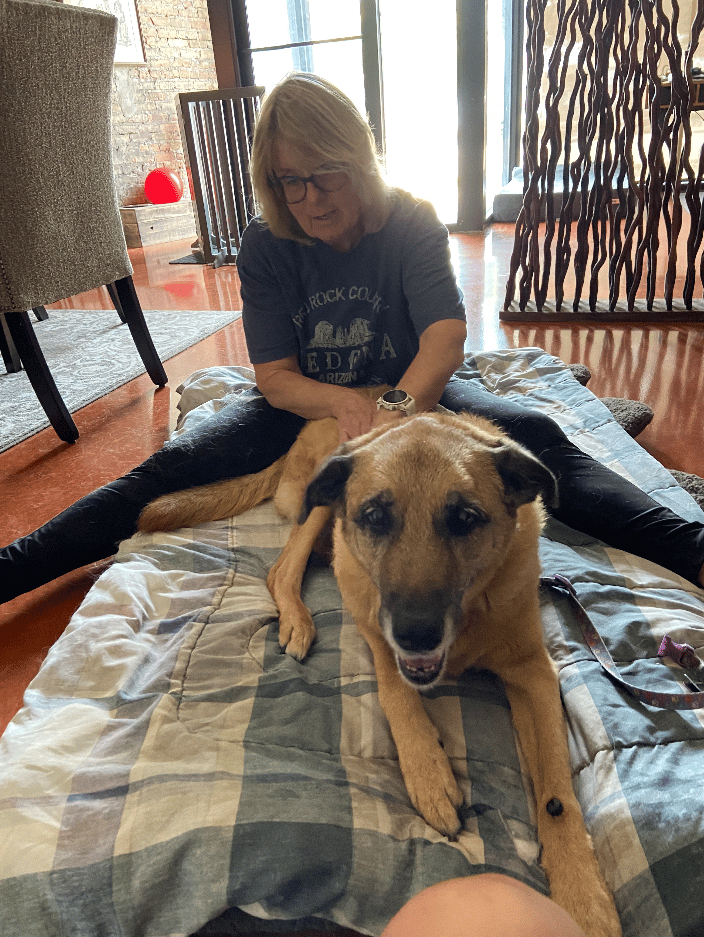 Scout is benefiting greatly from her weekly massages to help ease the inflammation and pain in her hindlimbs.