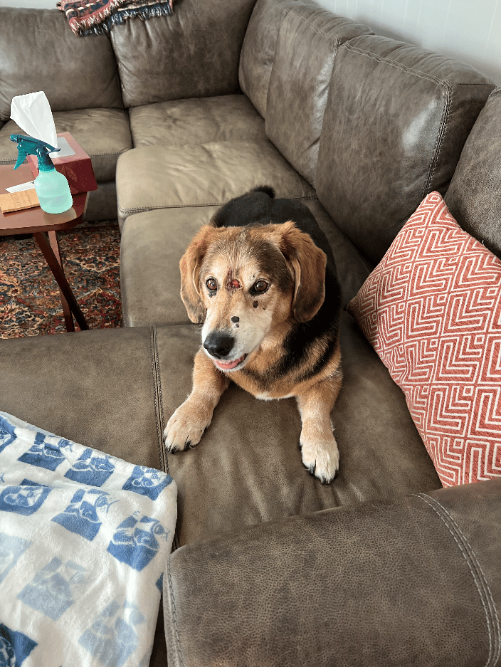I helped 17 year old Clyde and his family as he transitioned to the Rainbow Bridge.