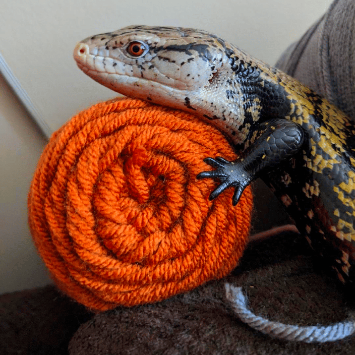 blue tongued skink named Louie