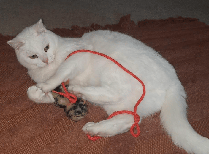 Drop-in visits for your kitty are also available. 