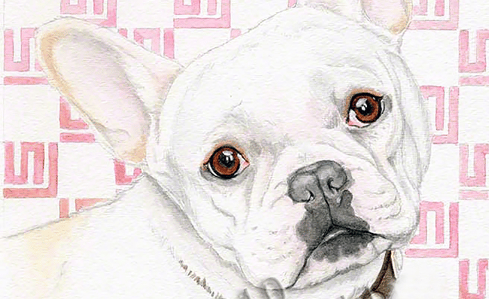 Stella, a cute french bulldog.
