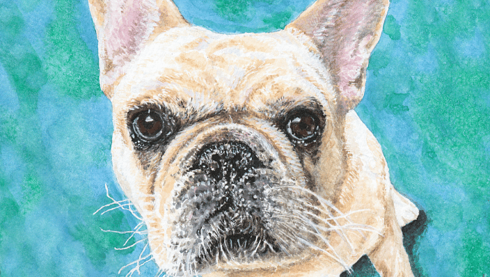 Another french bulldog named Baxter.