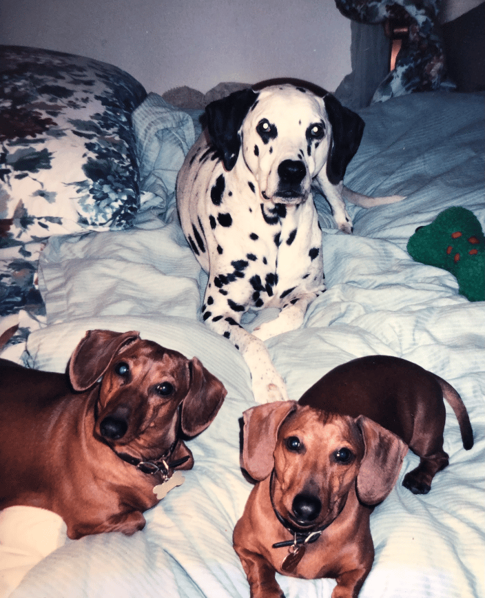 Oreo & Hart & Rusty