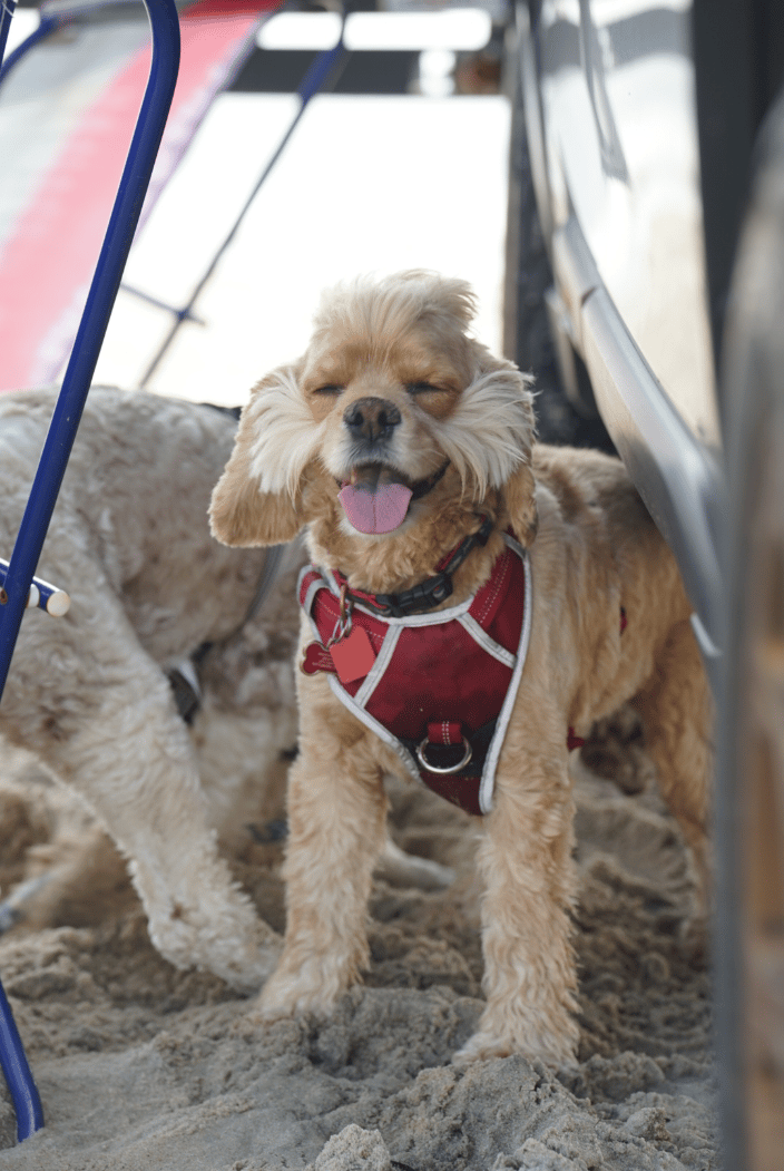 Biscuit having a nice relaxing day at the beach