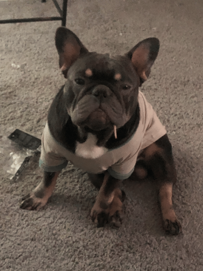 Hamilton ( The Boog) 14 months