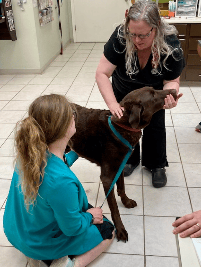 Dr. Willey Adjusting Moose's Neck