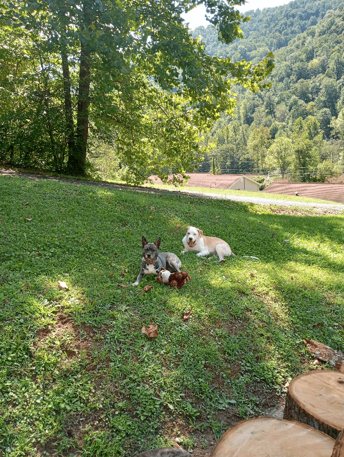 Sassy and Mitchy chilling in the sun