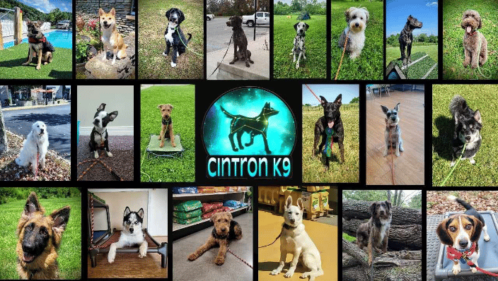 Just a few of the dogs we have worked with in the past