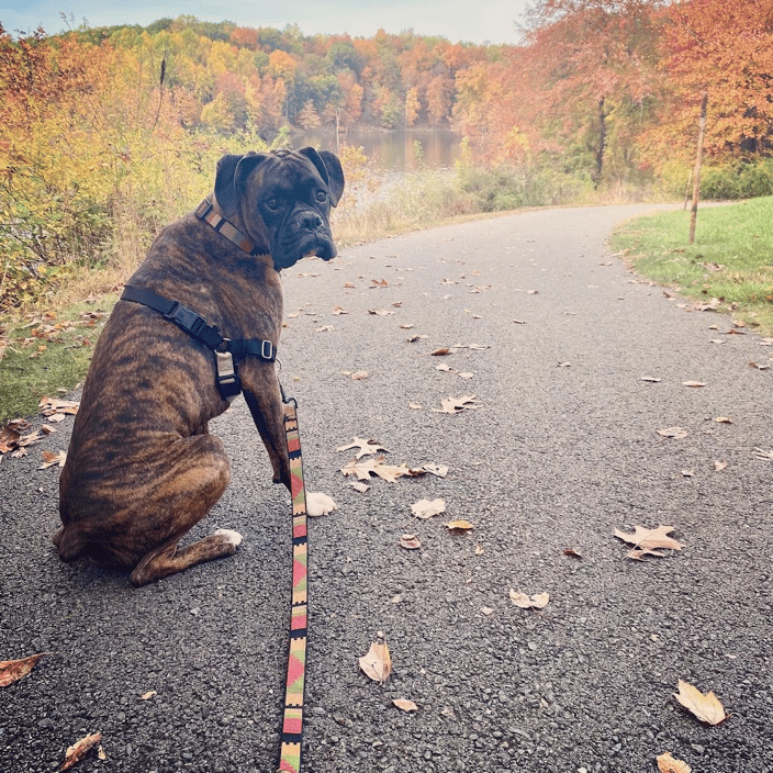 Dog on Trail