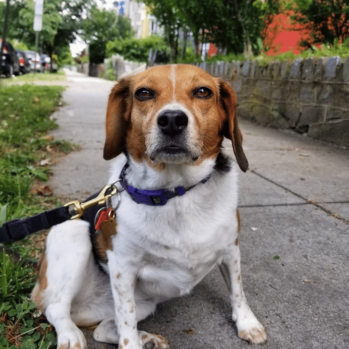 Beagle boy