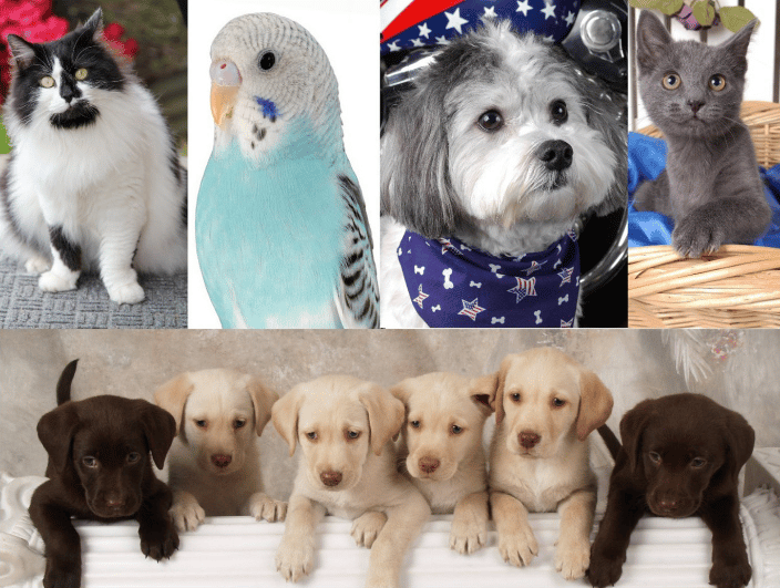 dogs, cats, bird