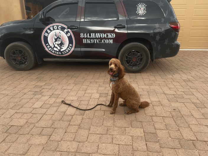 Drop leash commands