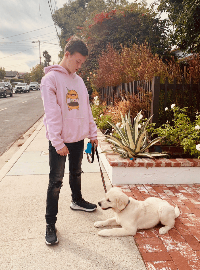 Puppy Training