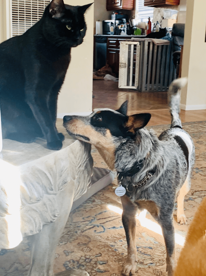 Cat and Dog Training!