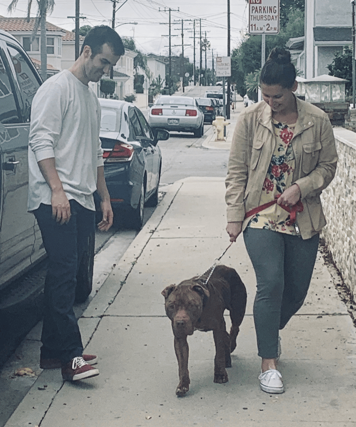 Pitbull Training