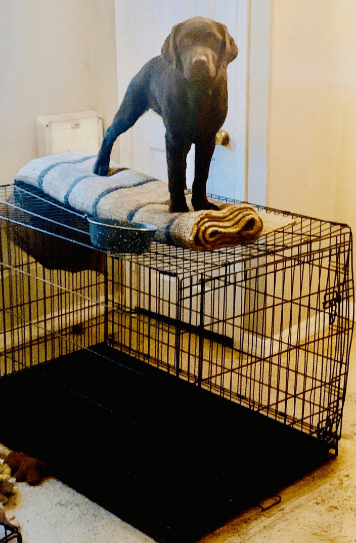 When you really need help with crate training