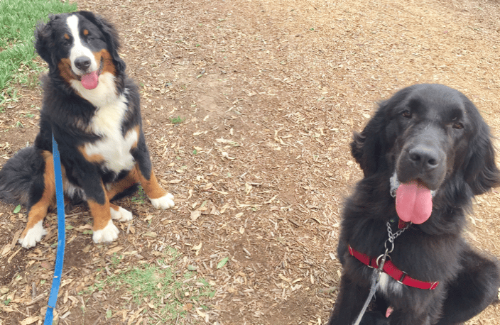 Good Manners around other dogs!
