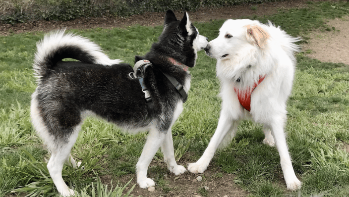 Dogs playing