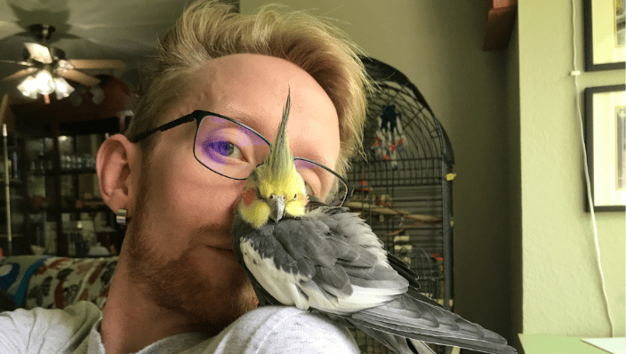 Cockatiel