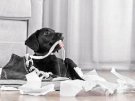Help for Puppy Chewing