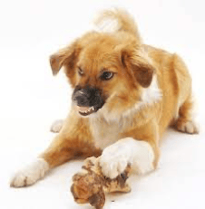Aggressive Dog Training