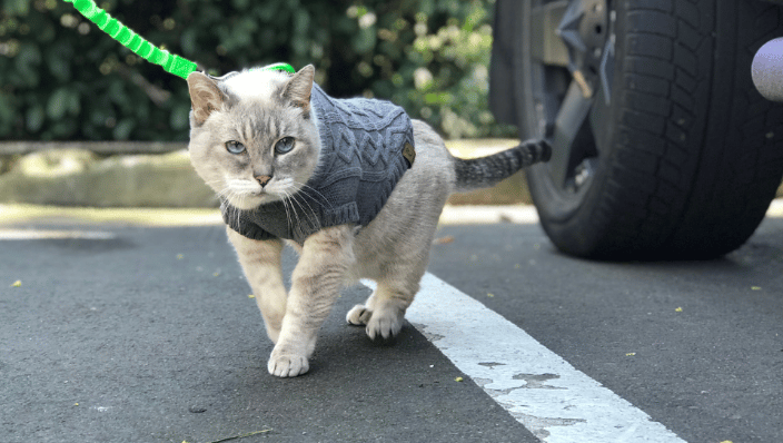 Cat harness training