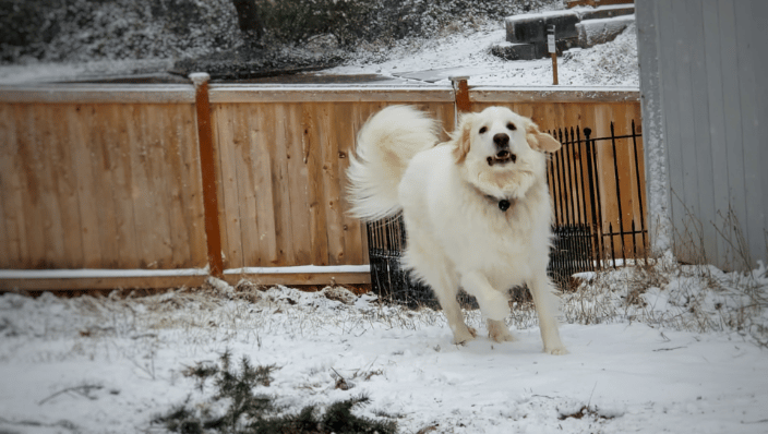 Recall in the snow