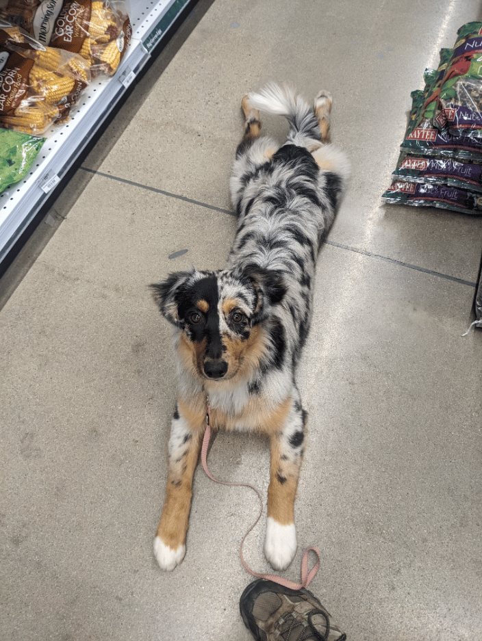 Puppy Emori learning how to settle during shopping errands.