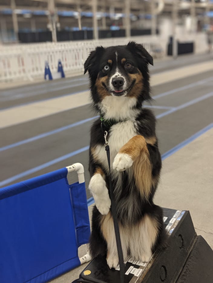 Aussie Reilly offering some tricks while waiting at a flyball tournament.