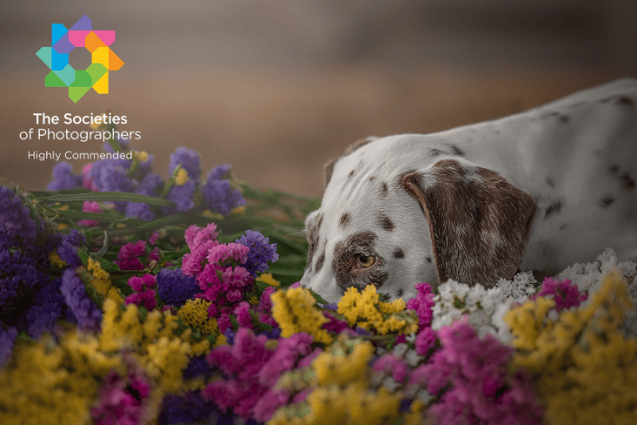 Dog Photographer in the Quad Cities - Dalmatian laying in a bed of flowers 