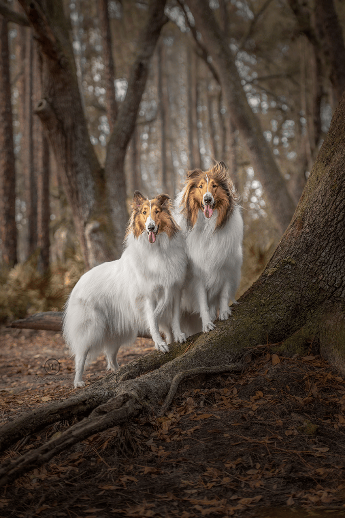 Dog Photographer in the Quad Cities Two collies standing in a forest 