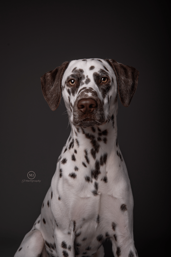 Dog Photographer in the Quad Cities - Dalmatian in studio sat against a grey background