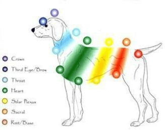 Reiki Animal