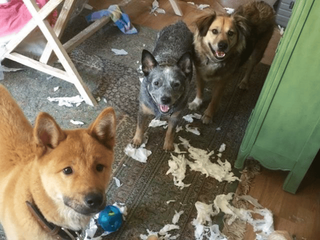We can help fix destructive behaviors