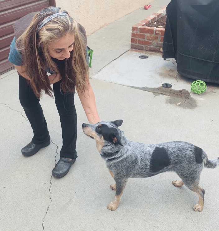 Rescue dog Training!